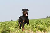 BEAUCERON 045